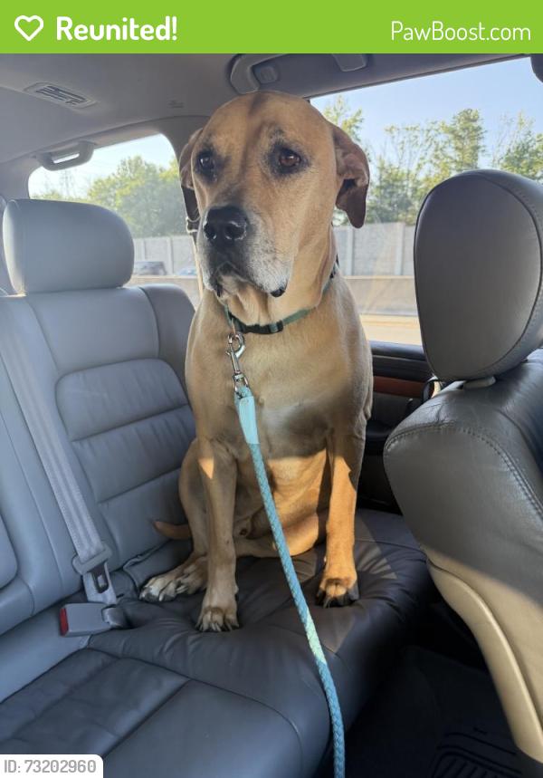 Reunited Male Dog last seen Ln St, Kannapolis, NC 28083, USA, Kannapolis, NC 28083