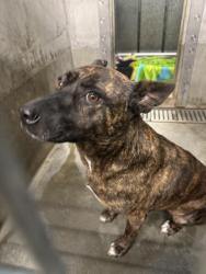 Shelter Stray Female Dog last seen , 1850 W 60th St, Los Angeles, CA 90047, USA