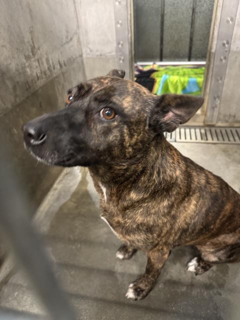 Shelter Stray Female Dog last seen , 1850 W 60th St, Los Angeles, CA 90047, USA