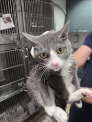 Shelter Stray Female Cat last seen , West Valley Animal Shelter, 20655 Plummer St, Chatsworth, CA 91311, USA