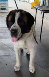 Shelter Stray Male Dog last seen , 1850 W 60th St, Los Angeles, CA 90047, USA