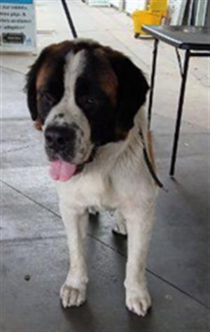 Shelter Stray Male Dog last seen , 1850 W 60th St, Los Angeles, CA 90047, USA