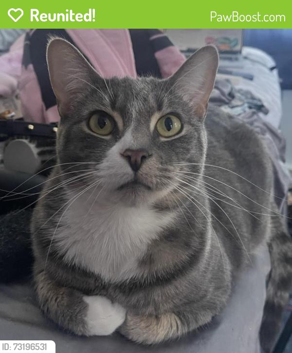 Reunited Male Cat last seen McConkey Dr. & Delaware Rd., Tonawanda Town, NY 14223