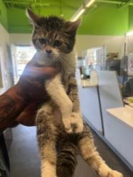 Shelter Stray Female Cat last seen , 1850 W 60th St, Los Angeles, CA 90047, USA