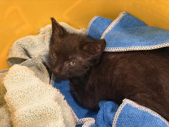 Shelter Stray Female Cat last seen CHARLOTTE, 8315 Byrum Dr, Charlotte, NC 28217, USA