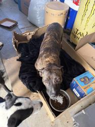 Found/Stray Female Dog last seen Wood st, Perris, CA 92571