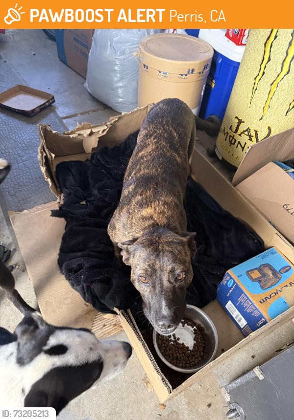Found/Stray Female Dog last seen Wood st, Perris, CA 92571
