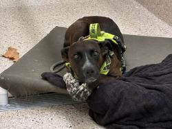 Shelter Stray Male Dog last seen Near BLOCK ROSLYN ST, 12155 Park Blvd, Brighton, CO 80601, USA