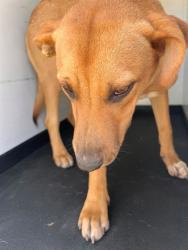 Shelter Stray Male Dog last seen Near BLK TERRACE WAY, BAKERSFIELD CA, 201 S Mt Vernon Ave, Bakersfield, CA 93307, USA