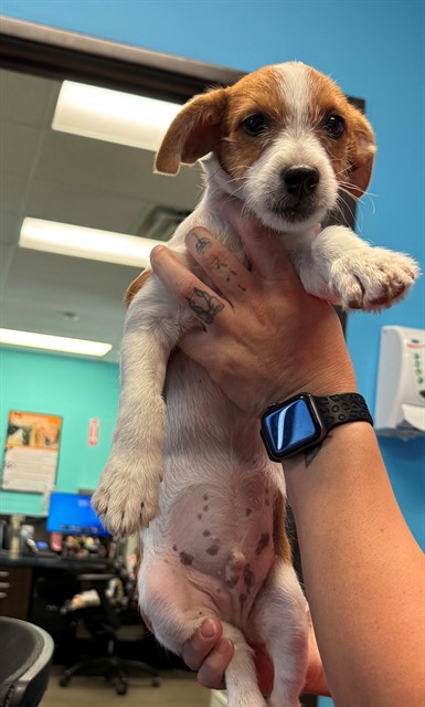 Shelter Stray Male Dog last seen Near BLOCK QUINCY ST, BAKERSFIELD, CA, 201 S Mt Vernon Ave, Bakersfield, CA 93307, USA