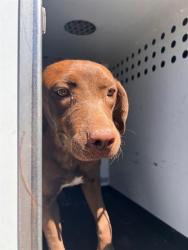 Shelter Stray Female Dog last seen Near BLK E 18TH ST, BAKERSFIELD CA, 201 S Mt Vernon Ave, Bakersfield, CA 93307, USA