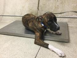 Shelter Stray Male Dog last seen Near BLOCK GORDON WAY, JURUPA VALLEY, CA, 6851 Van Buren Boulevard, Jurupa Valley, CA 92509, USA