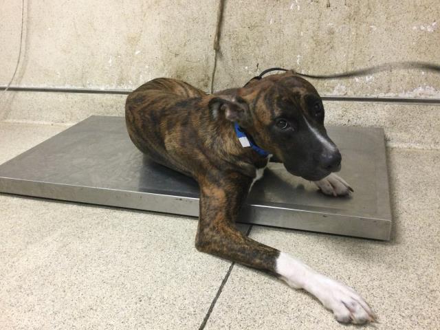 Shelter Stray Male Dog last seen Near BLOCK GORDON WAY, JURUPA VALLEY, CA, 6851 Van Buren Boulevard, Jurupa Valley, CA 92509, USA