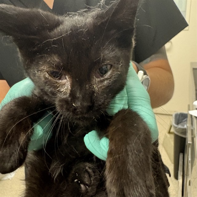 Shelter Stray Male Cat last seen Near BLOCK PONTIAC AVE, JURUPA VALLEY CA 92509, 6851 Van Buren Boulevard, Jurupa Valley, CA 92509, USA