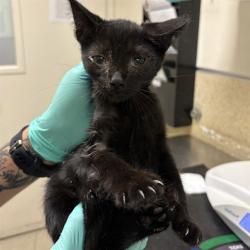 Shelter Stray Male Cat last seen Near BLOCK PONTIAC AVE, JURUPA VALLEY CA 92509, 6851 Van Buren Boulevard, Jurupa Valley, CA 92509, USA