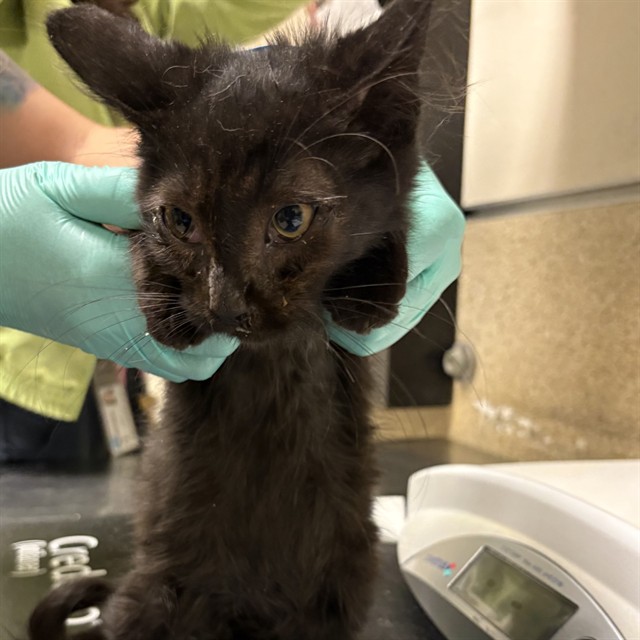 Shelter Stray Male Cat last seen Near BLOCK PONTIAC AVE, JURUPA VALLEY CA 92509, 6851 Van Buren Boulevard, Jurupa Valley, CA 92509, USA