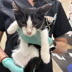Shelter Stray Male Cat last seen Near BLOCK PONTIAC AVE, JURUPA VALLEY CA 92509, 6851 Van Buren Boulevard, Jurupa Valley, CA 92509, USA