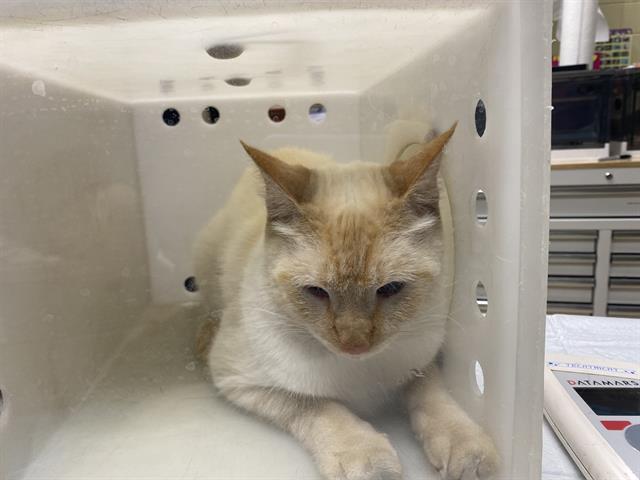 Shelter Stray Male Cat last seen Near BLOCK N BARTLETT AVE, 3839 W Burnham St, West Milwaukee, WI 53215, USA