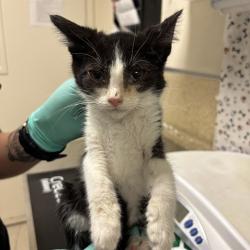 Shelter Stray Female Cat last seen Near BLOCK PONTIAC AVE, JURUPA VALLEY CA 92509, 6851 Van Buren Boulevard, Jurupa Valley, CA 92509, USA