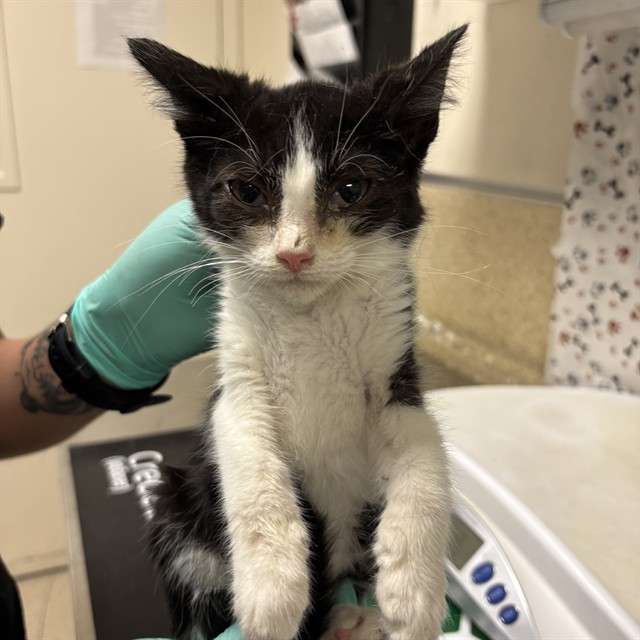 Shelter Stray Female Cat last seen Near BLOCK PONTIAC AVE, JURUPA VALLEY CA 92509, 6851 Van Buren Boulevard, Jurupa Valley, CA 92509, USA