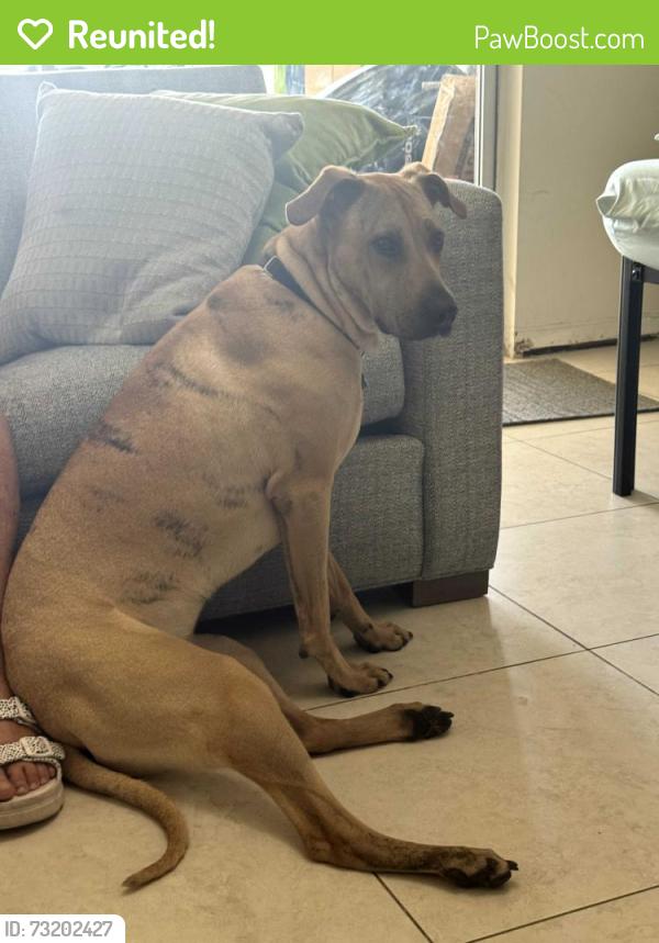 Reunited Male Dog last seen Indiantown Rd and Loxahatchee, Jupiter, FL 33458