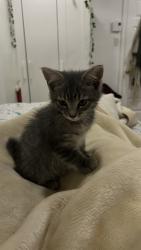 Reunited Female Cat last seen Near côtes des neiges metro, Montréal, QC H4A 3J6