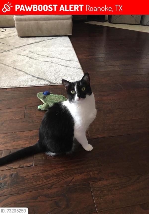 Lost Female Cat last seen Sodbury and Al slaughter, Roanoke, TX 76262