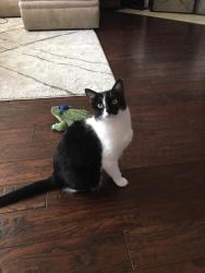 Lost Female Cat last seen Sodbury and Al slaughter, Roanoke, TX 76262