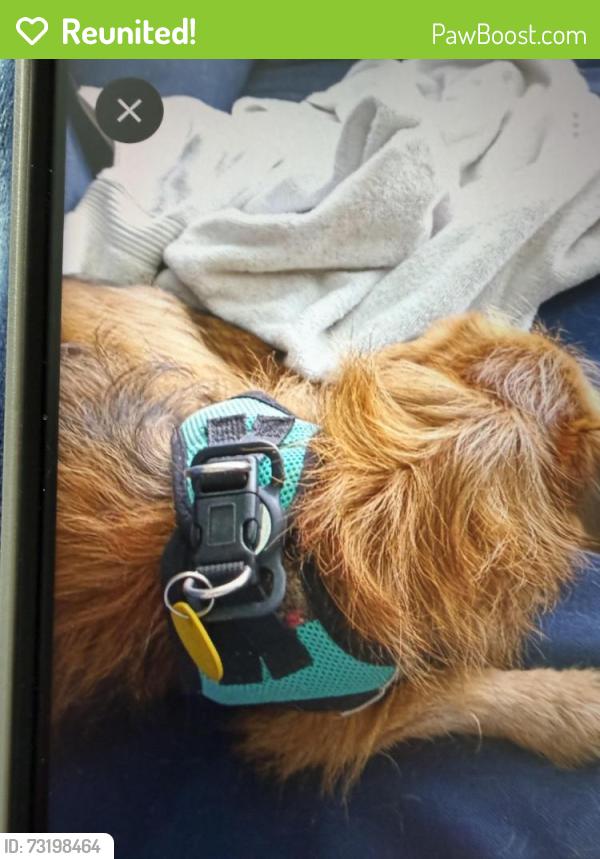Reunited Female Dog last seen SW Santander Ave and Martin, Port St Lucie, Port St. Lucie, FL 34953