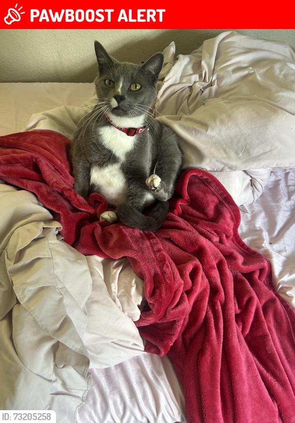 Lost Male Cat last seen Calabria Dr, Altamonte Springs, FL 32714