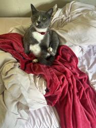 Lost Male Cat last seen Calabria Dr, Altamonte Springs, FL 32714