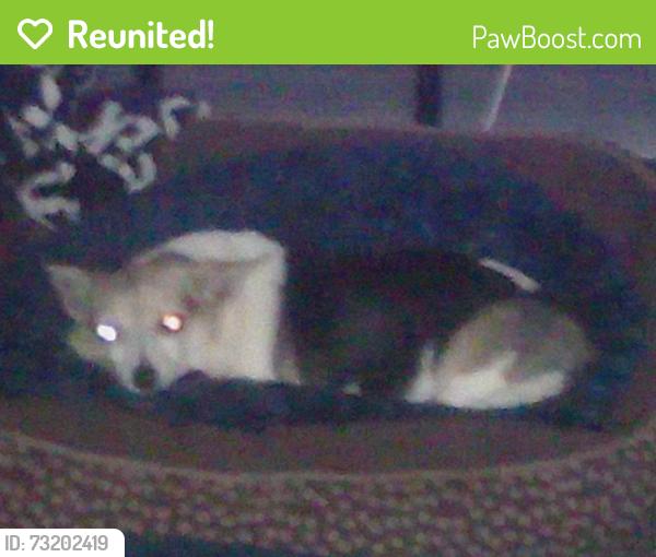 Reunited Male Dog last seen US agriculture department one mermaid ln, Wyndmoor, PA 19038