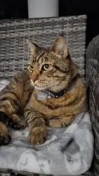 Reunited Male Cat last seen Love Story Restaurant in South Miami, Miami-Dade County, FL 33173
