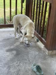 Found/Stray Male Dog last seen Whispering oaks/ cimmaron, Adkins, TX 78101