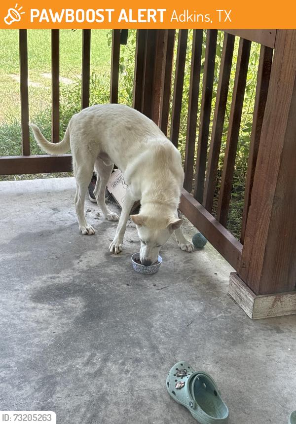 Found/Stray Male Dog last seen Whispering oaks/ cimmaron, Adkins, TX 78101