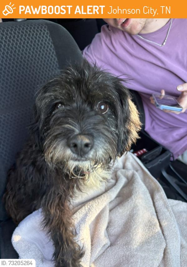 Rehomed Male Dog last seen Brentwood Drive, Johnson City, TN 37601