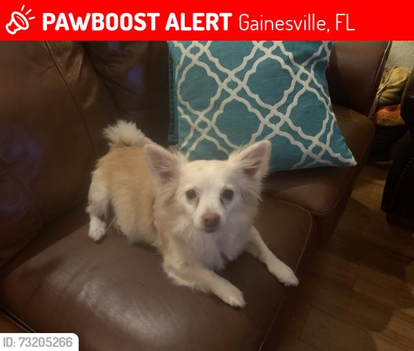 Lost Female Dog last seen NW 8th avenue and 23rd Street, Gainesville, FL 32607