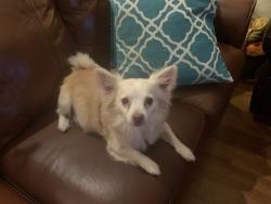 Lost Female Dog last seen NW 8th avenue and 23rd Street, Gainesville, FL 32607
