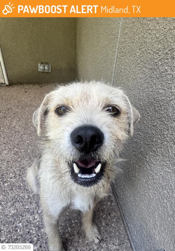 Found/Stray Male Dog last seen A St., Midland, TX 79701