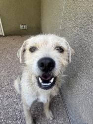 Found/Stray Male Dog last seen A St., Midland, TX 79701