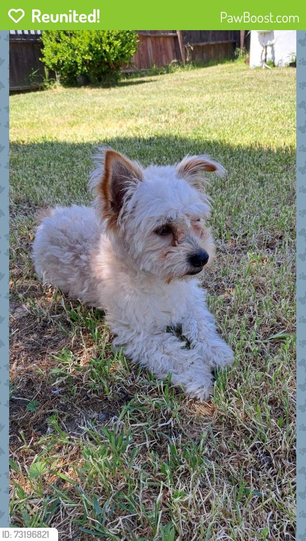 Reunited Male Dog last seen Wilson Way, Stockton, CA 95202