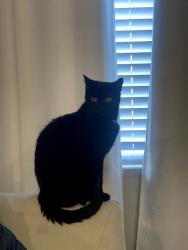 Reunited Female Cat last seen W Dover St in meridian in the cul-de-sac next to Fuller park, Meridian, ID 83642