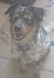 Reunited Female Dog last seen Parkmont area, El Paso, TX 79912
