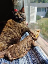 Reunited Female Cat last seen 136th and Division, Portland, OR 97236
