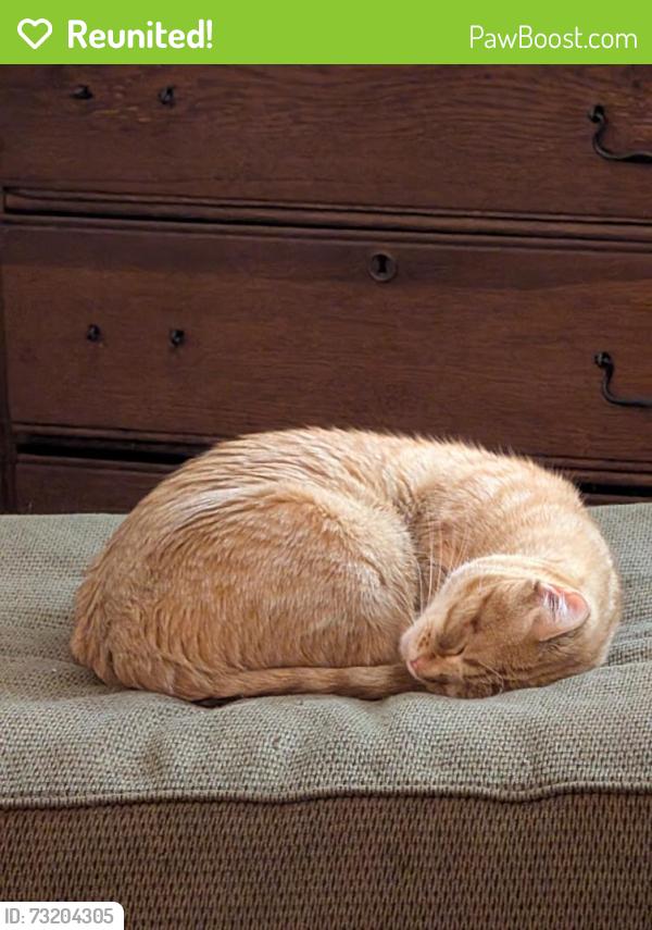 Reunited Female Cat last seen Last seen near Talbot road S and 200th St, Kent, WA 98031