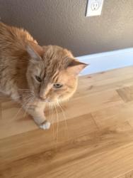 Reunited Male Cat last seen 3rd and main, Buckley, WA 98321