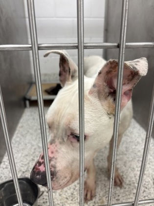 Shelter Stray Male Dog last seen Near FAIRFIELD PL NW, Atlanta, GA, 1251 Fulton Industrial Blvd NW, Atlanta, GA 30336, USA