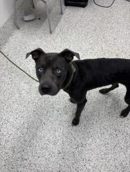 Shelter Stray Male Dog last seen Near loverwood court, Atlanta, GA, 1251 Fulton Industrial Blvd NW, Atlanta, GA 30336, USA