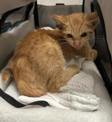 Shelter Stray Male Cat last seen Whitehall Street and Northside Dr, Atlanta, GA, 1251 Fulton Industrial Blvd NW, Atlanta, GA 30336, USA