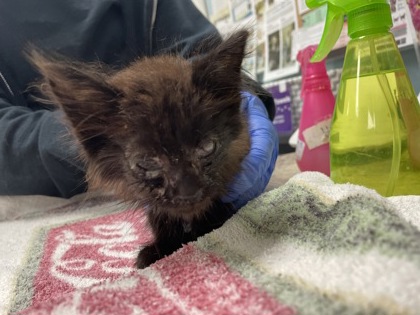 Shelter Stray Male Cat last seen Near W Oakland street, Lucas County, OH, 827 Illinois Ave, Maumee, OH 43537, USA